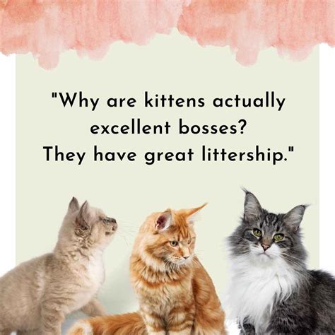 100 Funniest Cat Jokes For You - Gluwee