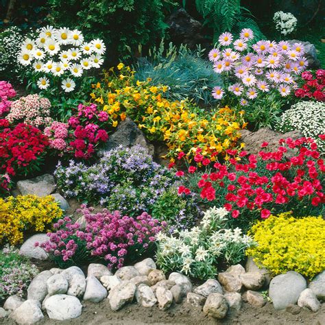 Shop Perennial Ground Cover Collection | J. Parker's