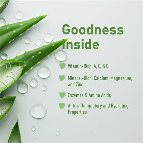 Aloe Vera Powder for Skin Hydration and Hair Nourishment | MINATURE ...