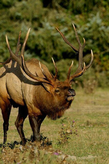 SFW, Idaho presents the 2024 Rally for Wildlife , P.O. Box 1207 ...