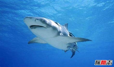 巨齿鲨怕什么鲨鱼 - 业百科