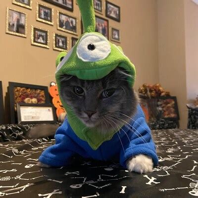 Image result for Alien Dog Costume