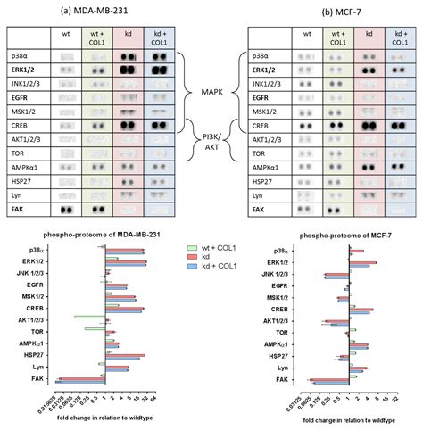 Targeting Discoidin Domain Receptor 1 (DDR1) Signaling and Its ...