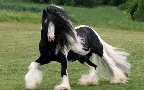 Gypsy Horse Wallpaper