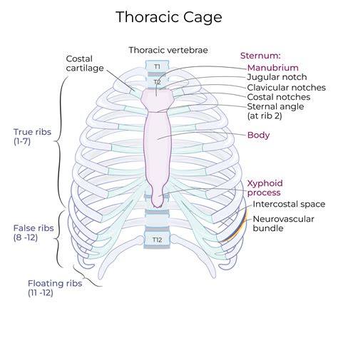 Gross Anatomy Glossary: Thoracic Cage | ditki medical & biological sciences
