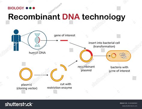 Recombinant DNA 的图像结果