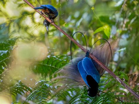The Blue Bird Of Paradise