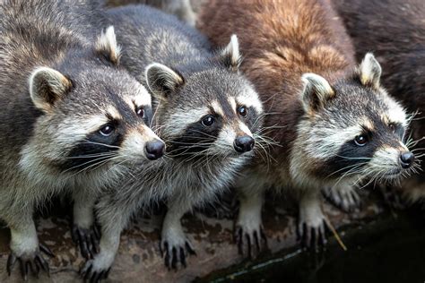 Where Do Raccoons Sleep? - Anderson Wildlife Control