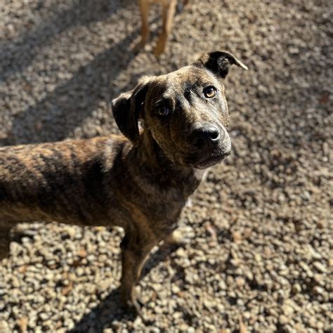 Adopt Officer Big Mac Today - Find Paw Pal