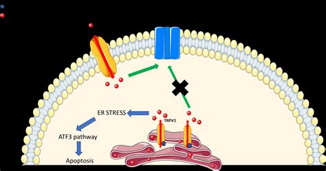 Role of the TRPV Channels in the Endoplasmic Reticulum Calcium Homeostasis