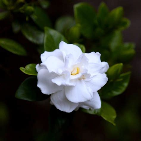 Gardenia flower meaning: find out what this flower symbolizes ↓