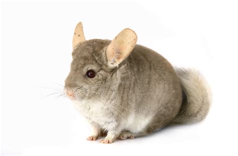 Chinchillas Pictures