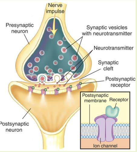 Synapse Permban Script 的图像结果