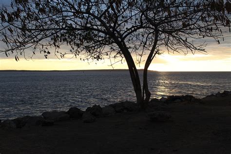 Texture Tree Sea 的图像结果