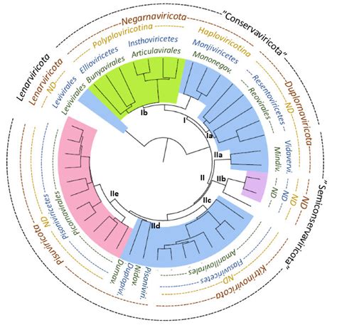 Structure Unveils Relationships between RNA Virus Polymerases