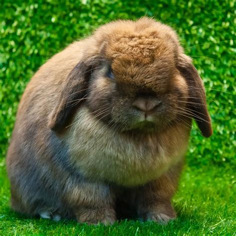 Holland Lop: The Super Cute and Compact Rabbit for Small Spaces