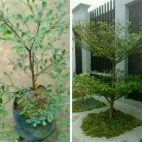 Jual Pohon ketapang kencana tinggi 80 s/d 100 cm - Kota Depok - Chitra ...