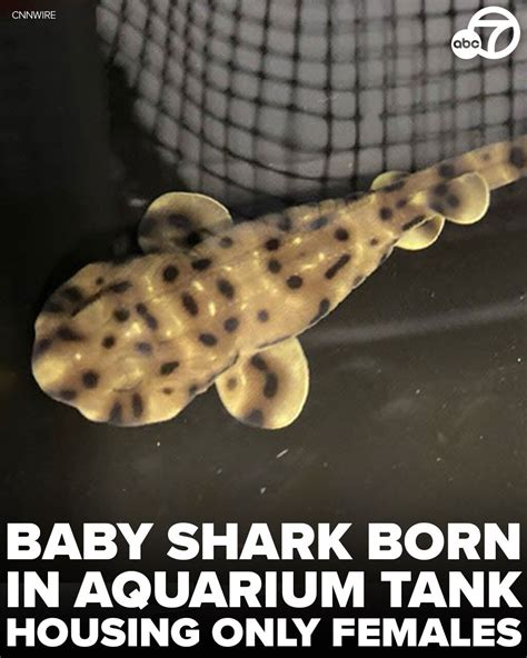 ABC7 Eyewitness News | Shark pup Yoko was born in January, having hatched from an egg in a tank ...