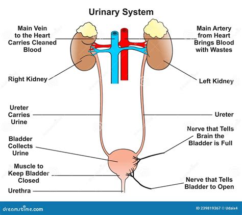 Parts Of Urinary System