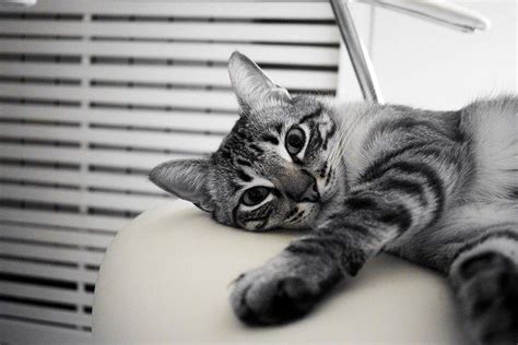 猫咪为什么晚上很活跃不睡觉？ | 大王猫-专注于猫咪和狗狗的宠物网站