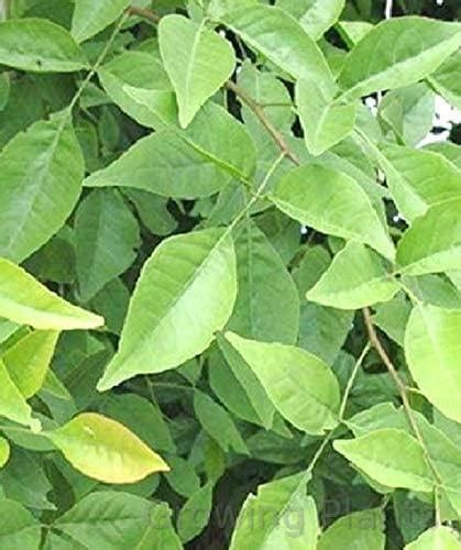 Growing Plants Live Bilva Leaf Bel Patra Bael Leaf Bilva Leaves Bilwa ...