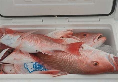 Image result for Red Snapper Fishing
