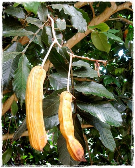 Ice-cream-bean (Inga Edulis) > How To Care: All You Need to Know 🌿 PlantIn