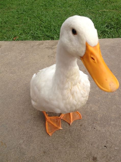 My pet duck Luv A Duck, What The Duck, Duck Duck, Pet Ducks, Baby Ducks ...