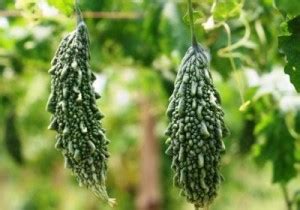 Green World F1 BITTER GOURD CHU CHU 415/ KARELA SEEDS FOR KITCHEN ...