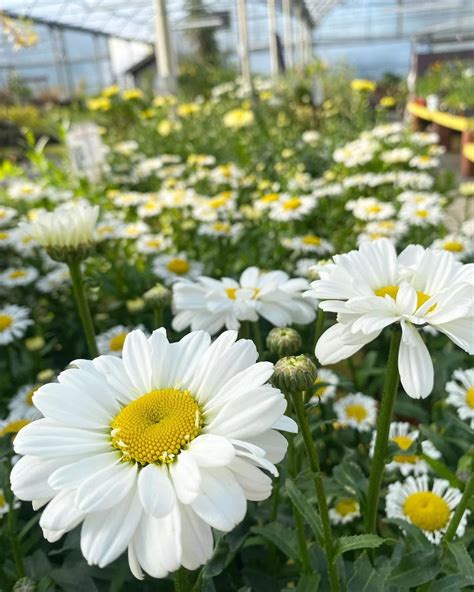 10 Stunning White Flowers with Yellow Centers | by AshleyScott | Medium