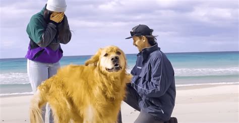 Image result for Animals Explodes