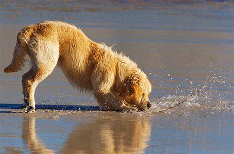 Topo 的图像结果
