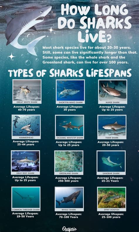 How long do sharks live unraveling the mystery 2024 – Artofit