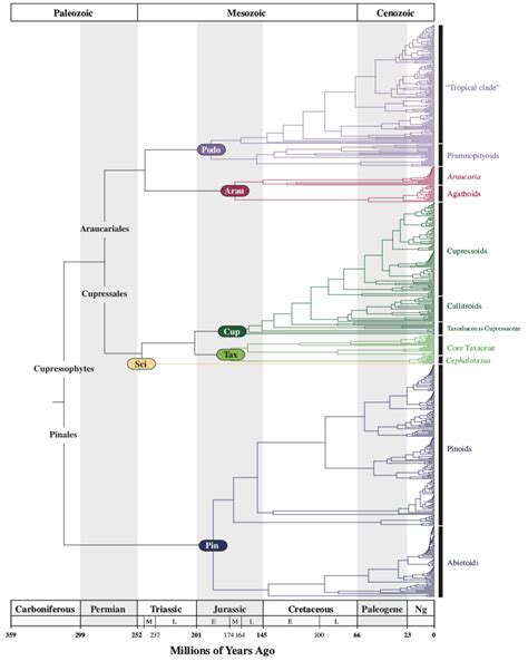 Gymnosperms Classification And Main Orders Botany Gymnosperms