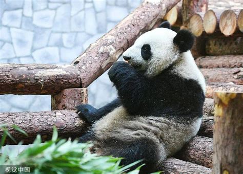 莫斯科动物园为“如意”和“丁丁”庆生-中国侨网