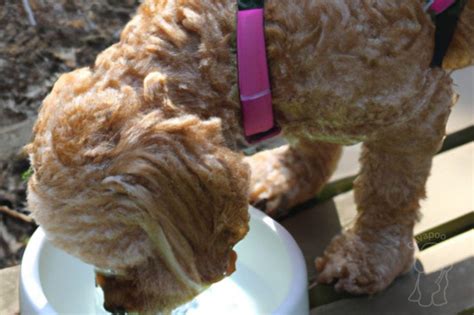 Image result for Cavapoo Dogs 101