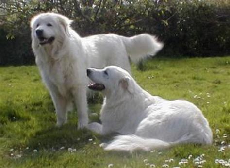 Maremma Sheepdog vs Great Pyrenees - Breed Comparison