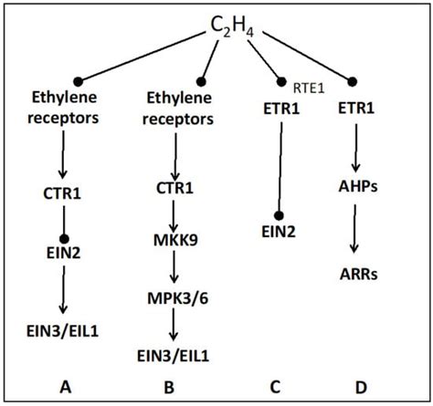 Ethylene, a Signaling Compound Involved in Seed Germination and Dormancy