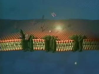 Cell Wall and Cell Membrane - Definition, Functions & Plasma Membrane ...