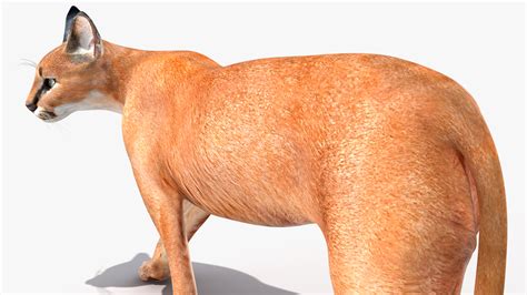 Caracal Cat Walking Pose 3D model | 3D Molier International