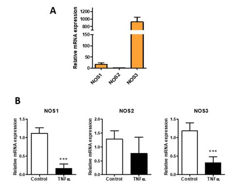 HA and HS Changes in Endothelial Inflammatory Activation