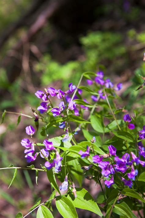 Free photo: Spring Flowers - Beautiful, Closeup, Flower - Free Download ...