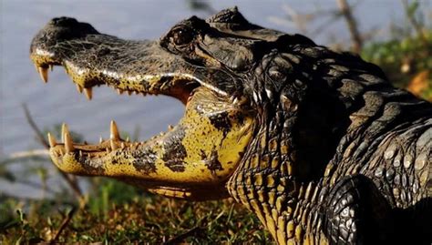 Safari por el pantanal de Mato Grosso, Cuiabá - Central de Reservas