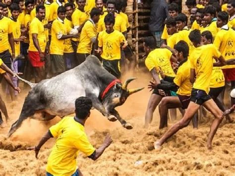 What is Jallikattu festival and why it is banned