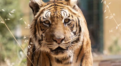 Rescue Tigers Fangio and Charly - FOUR PAWS International - Animal ...