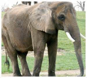 Gay, the Asian elephant, fitted with pair of £500 slippers! | TopNews