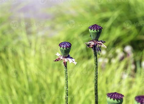 Opium poppy flower, in Latin papaver somniferum. Box of poppy seeds ...