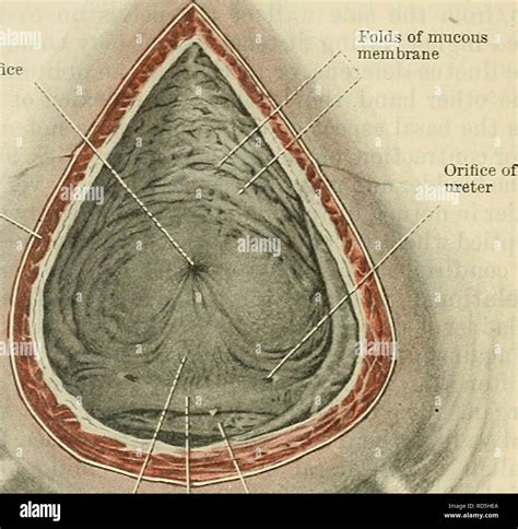 . Cunningham's Text-book of anatomy. Anatomy. 127S THE UMNO-GENITAL SYSTEM. of that canal. The ...
