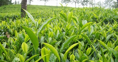 Andhra Pradesh State Organic Products Certification Authority