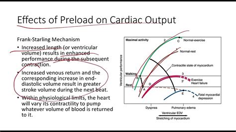 Animation Cardiac Output 的图像结果